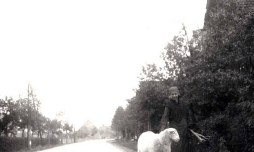 Ber18 110 1950ButterbrodtWilhelmElfriedePrinzhornSchaf