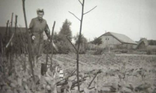 Mei00 000 1950RübsamenScheuneScheer